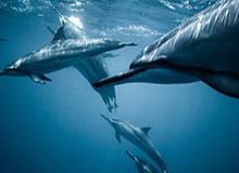 【速报】91网科普：八卦背后10个细节真相，八卦 姤